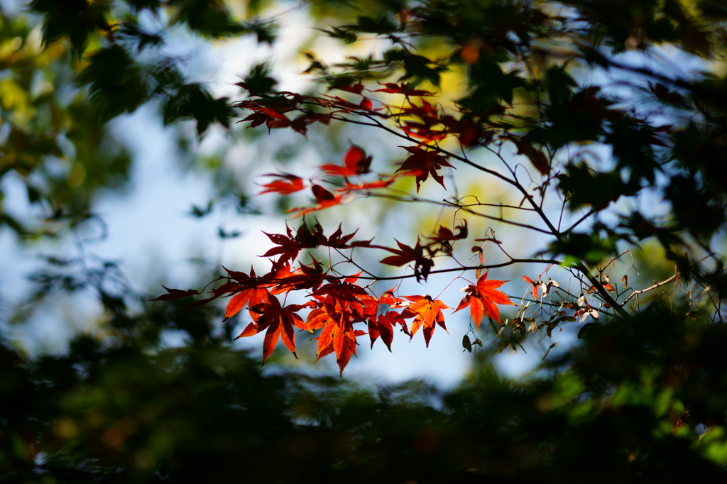 紅酔い