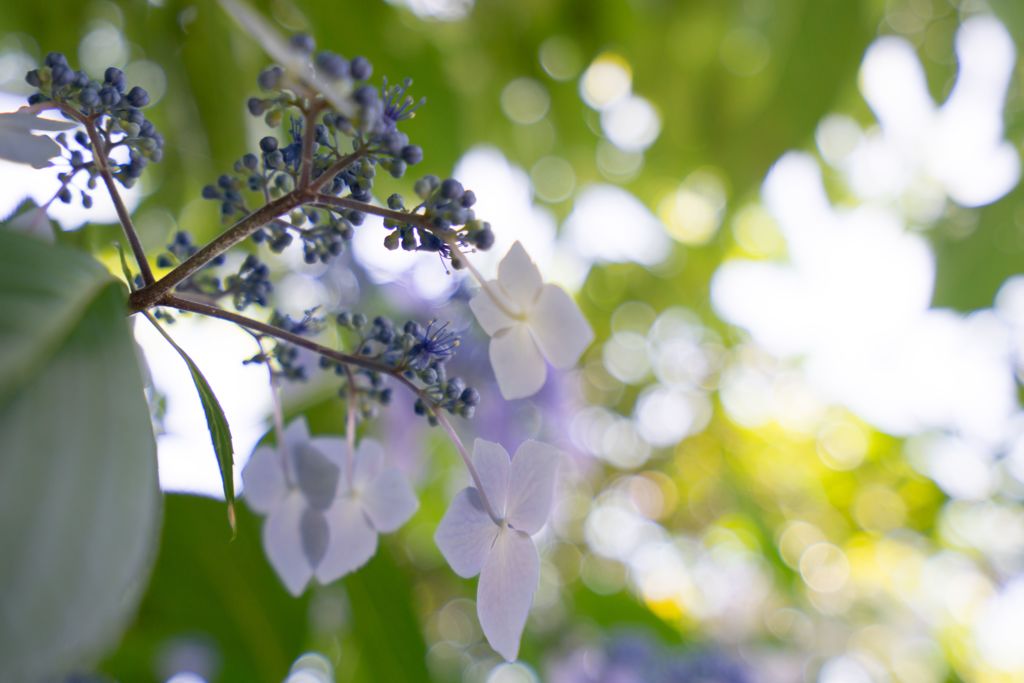 光紫陽花