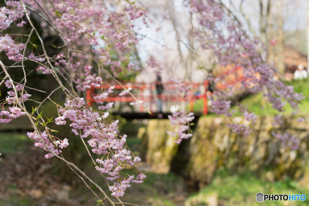 枝垂桜