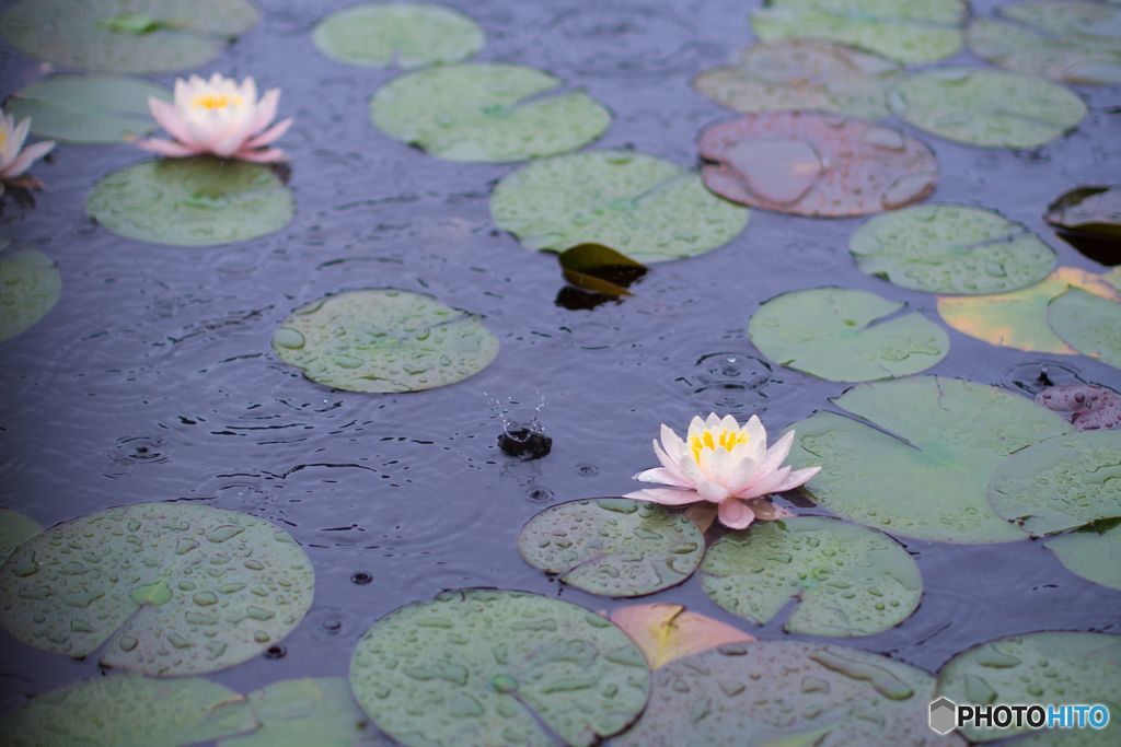 雨睡蓮