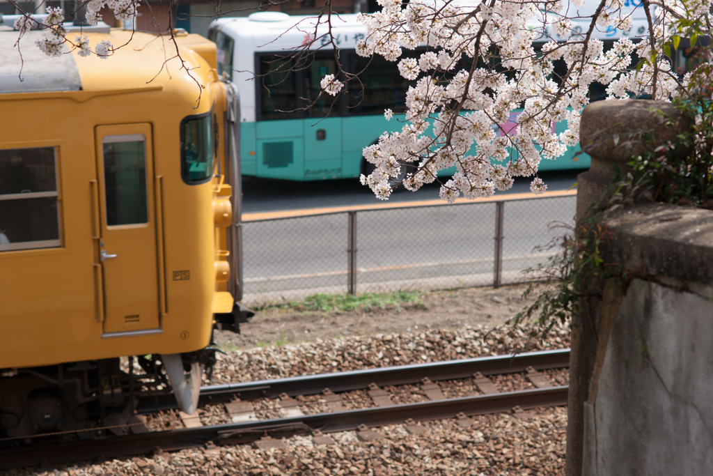 電車桜