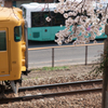 電車桜