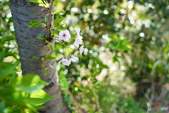 緑桜