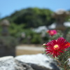 赤い花