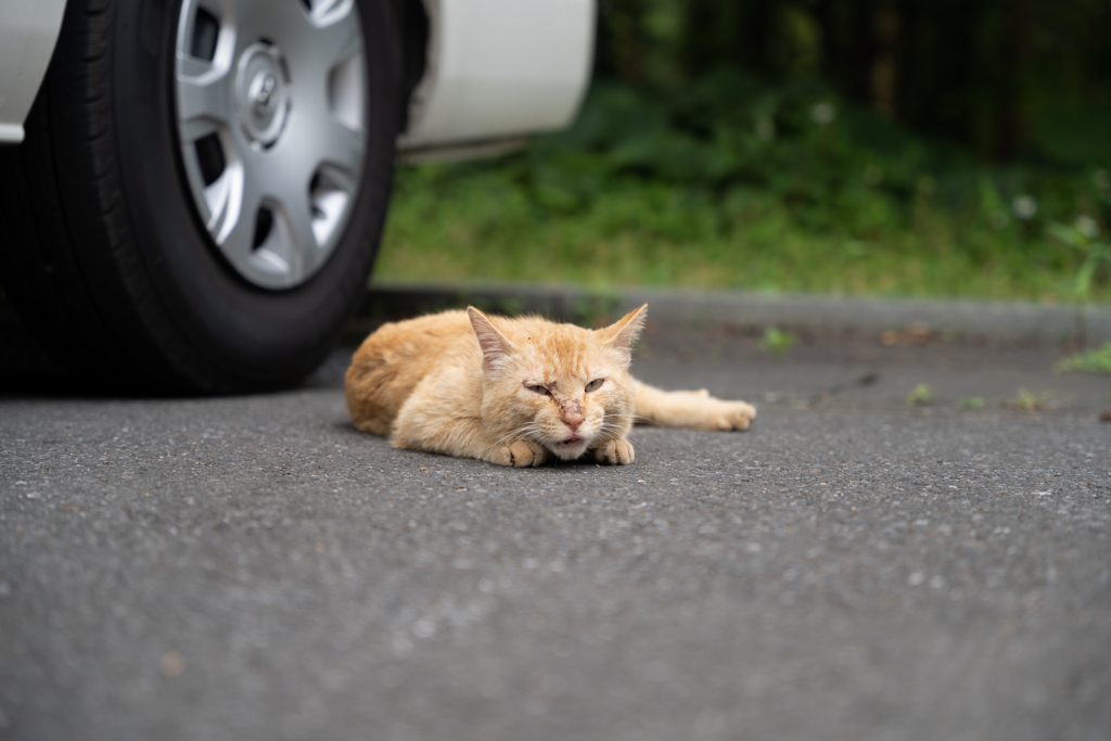 つかれたニャー