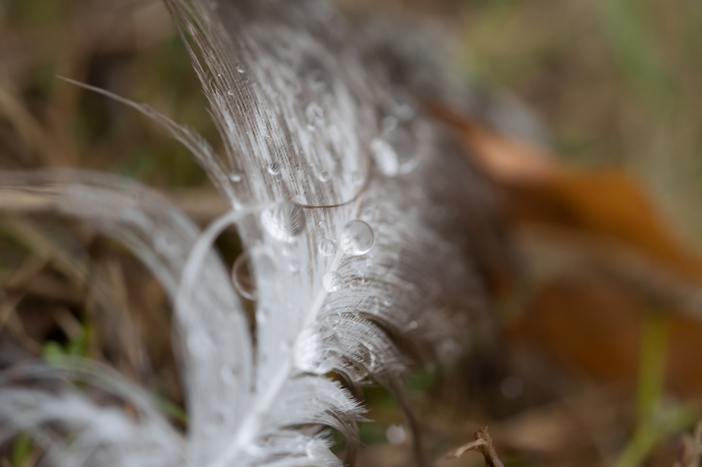 Nature Jewelry