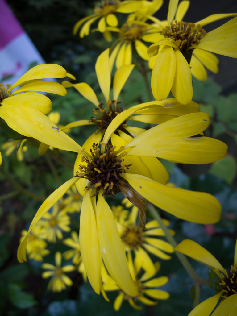 DSCN0022