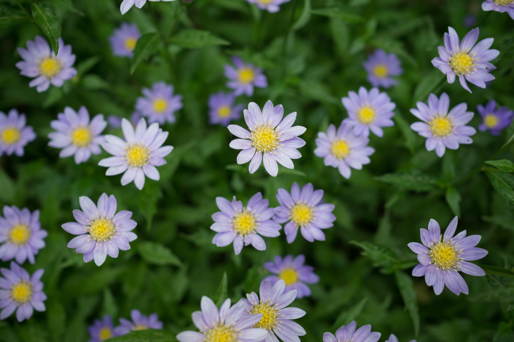 花火のように