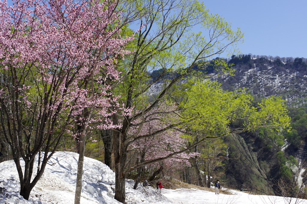 桜とみどり