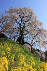 上石の不動桜②
