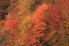 中津川渓谷の紅葉