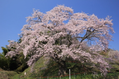 是哉寺の地蔵桜