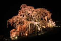 三春　滝桜