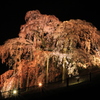三春　滝桜