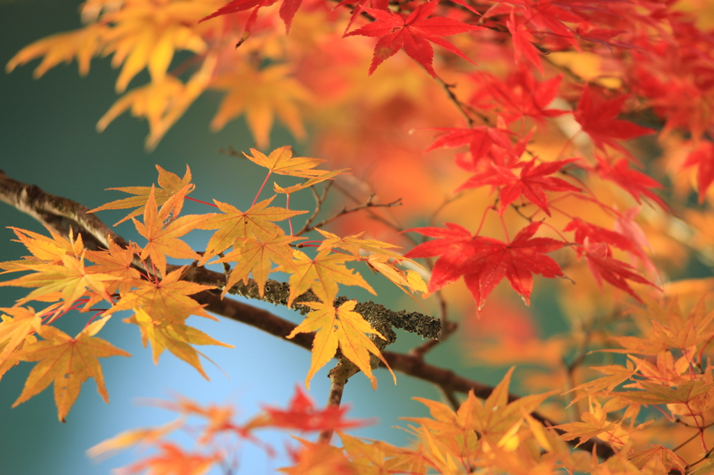 五色沼の紅葉