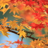 五色沼の紅葉