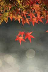 五色沼の紅葉