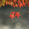 五色沼の紅葉