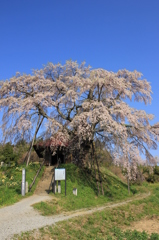 上石の不動桜①