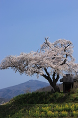 小沢の桜