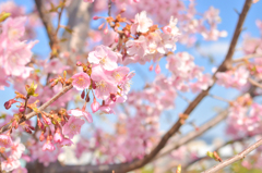 神戸の開花が待ち遠しい・・