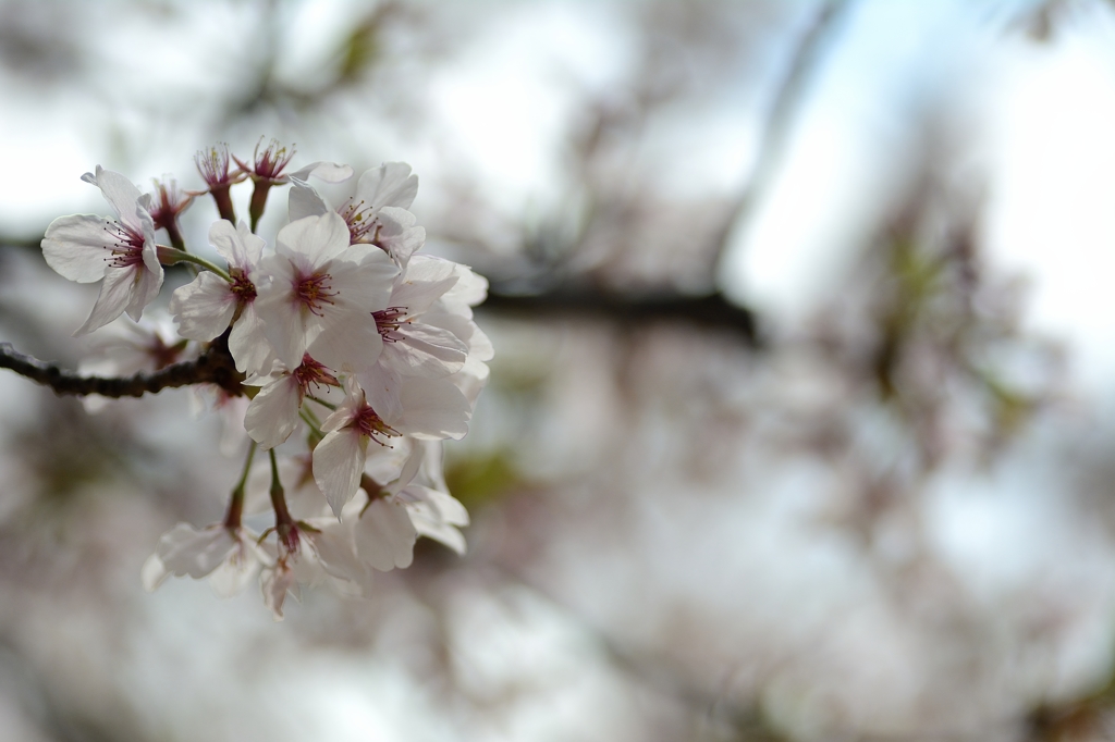 残り桜