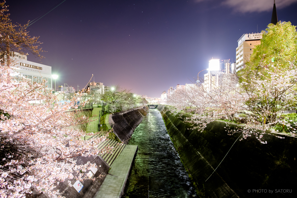 SAKURA