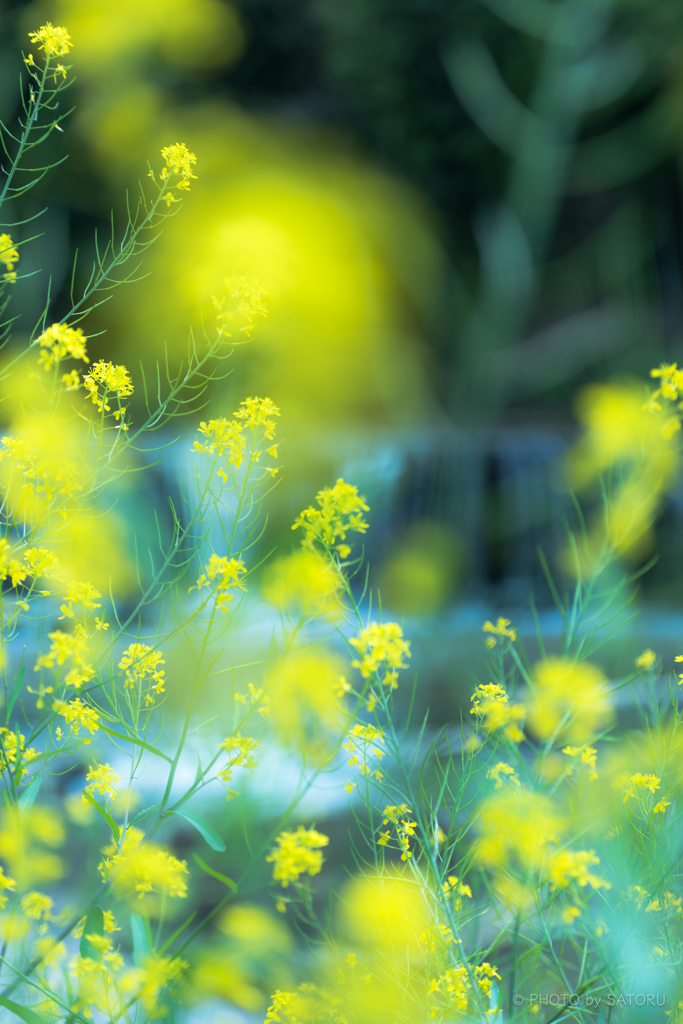 川沿いに咲く花