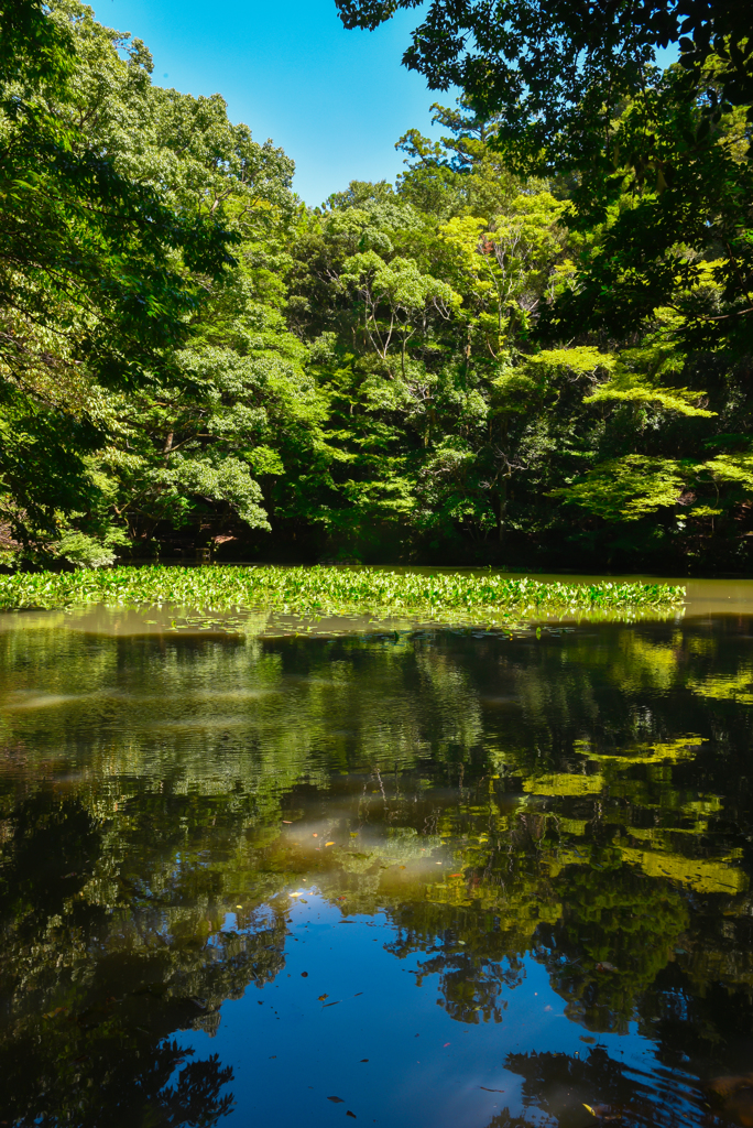 伊勢神宮-池-
