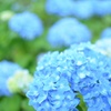 紫陽花