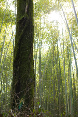 竹林の中に