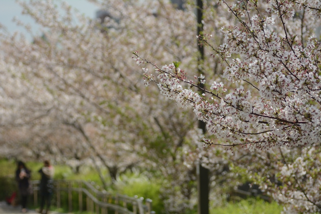 写真撮影される方をバックに