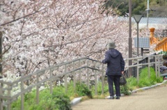 神戸の桜