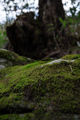 苔っていいですよね☆