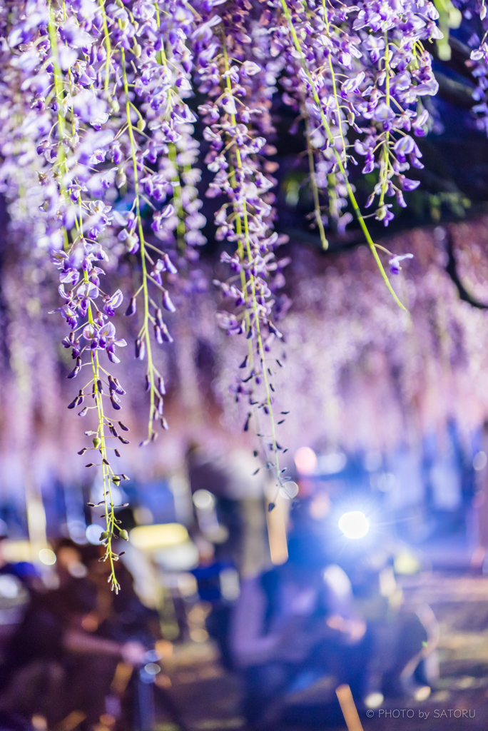 白毫寺 九尺藤