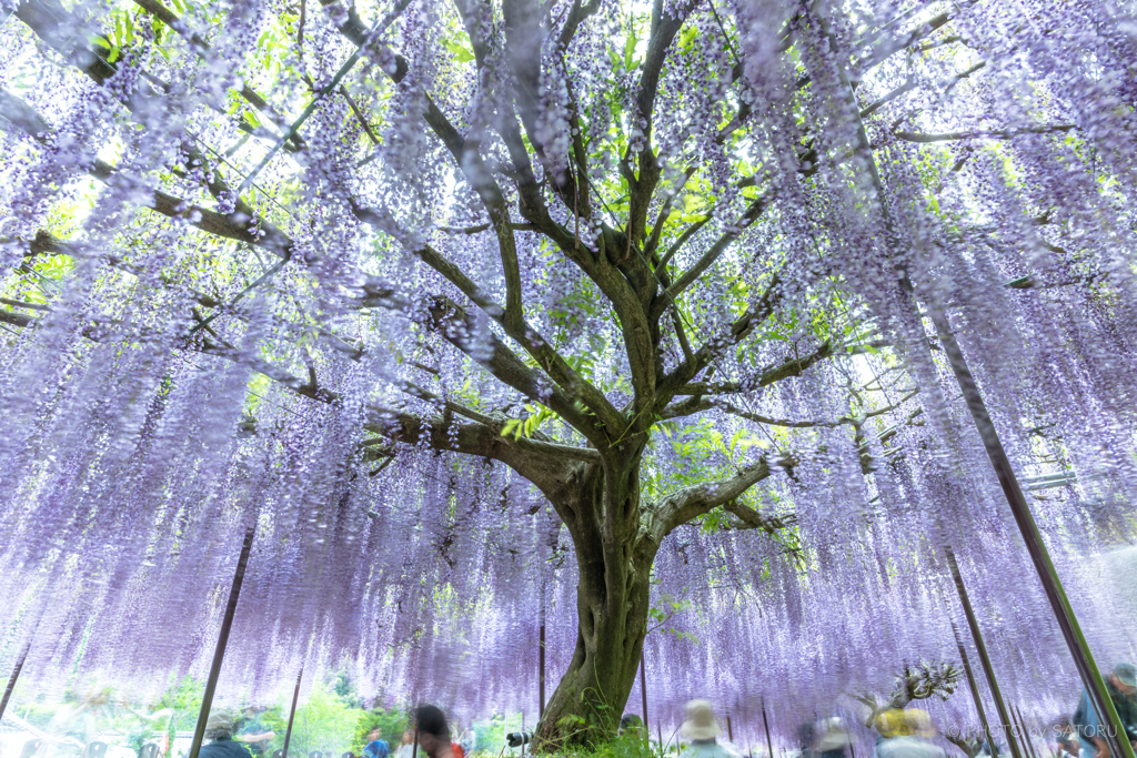 白毫寺 九尺藤