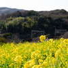 見頃の青・黄・緑のグラデーション②