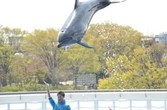 京都水族館 イルカショー