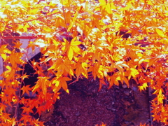 伊香保の紅葉