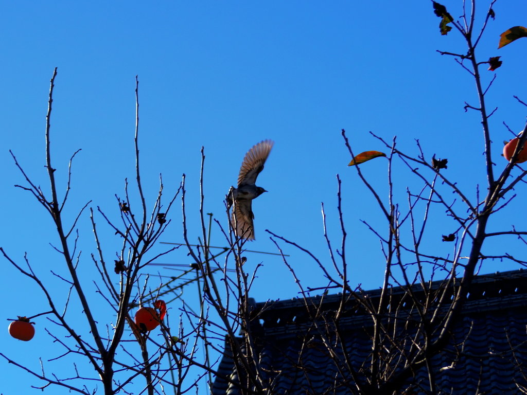 飛びだつ鳥