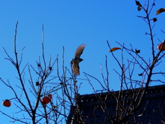 飛びだつ鳥