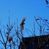 飛びだつ鳥