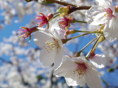 sakura