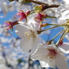 sakura