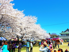 桜祭り