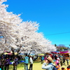 桜祭り