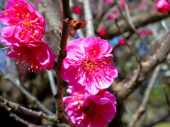 鮮やかな梅の花