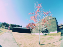 青空と紅葉