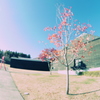 青空と紅葉
