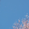 桜舞う空